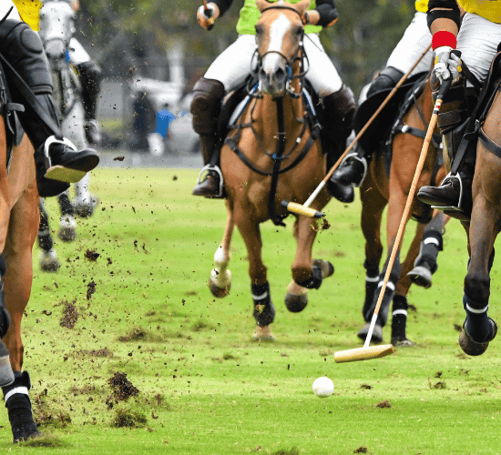 Fun Polo Sport Quiz