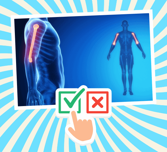 Fun Humerus Anatomy Quiz