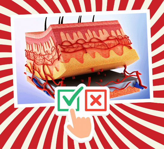 Fun Integumentary System Anatomy Quiz