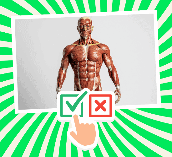 Fun Muscular System Anatomy Quiz