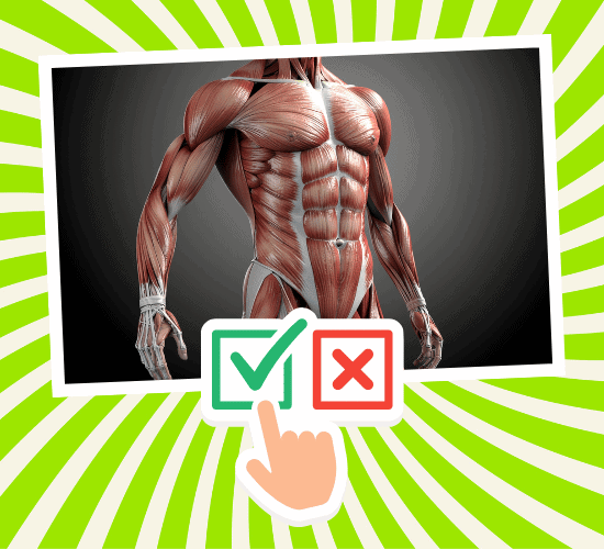 Fun Tendons Anatomy Quiz
