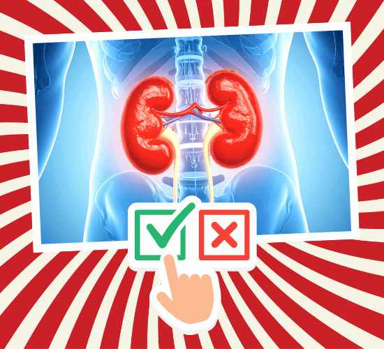 Fun Ureters Anatomy Quiz