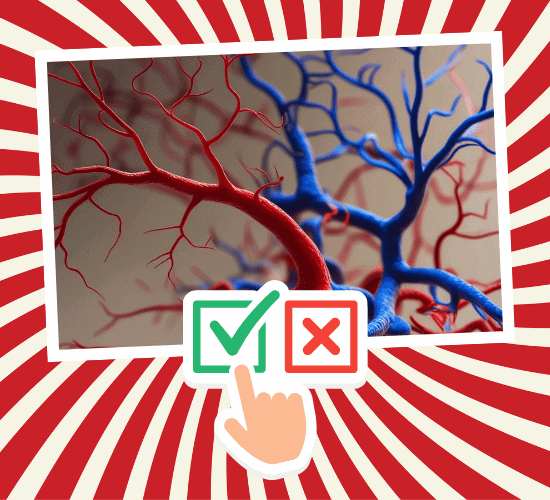 Fun Veins Anatomy Quiz