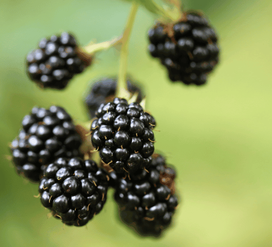 Fun Blackberry Fruit Quiz