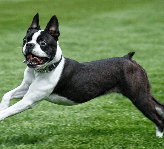 Fun Boston Terrier Dog Quiz