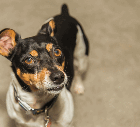 Fun Fox Terrier Dog Quiz