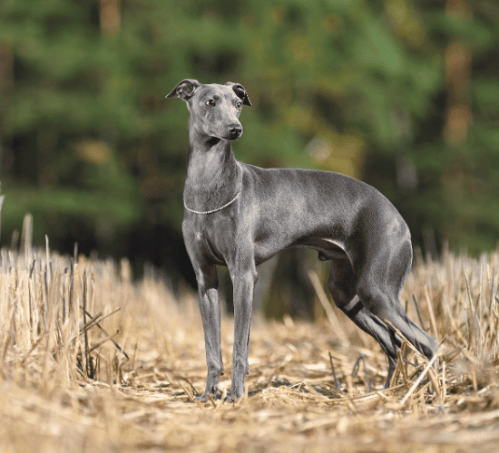 Fun Italian Greyhound Dog Quiz