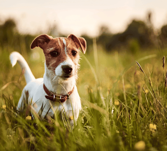 Fun Jack Russell Terrier Dog Quiz
