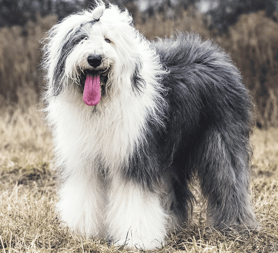 Fun Old English Sheepdog Dog Quiz