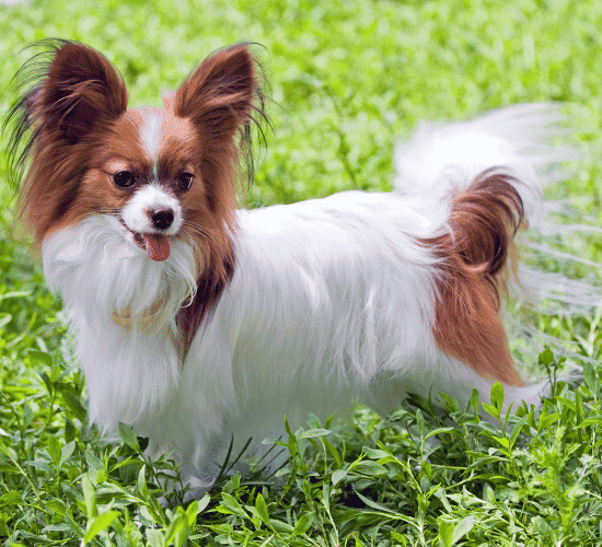 Fun Papillon Dog Quiz