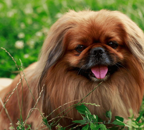 Fun Pekingese Dog Quiz