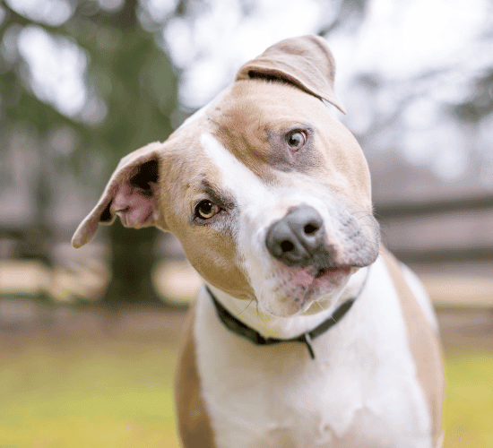 Fun Pit Bull Terrier Dog Quiz