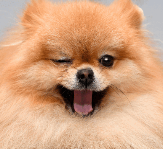 Fun Pomeranian Dog Quiz