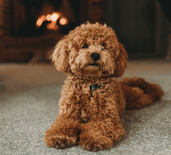 Fun Poodle Dog Quiz