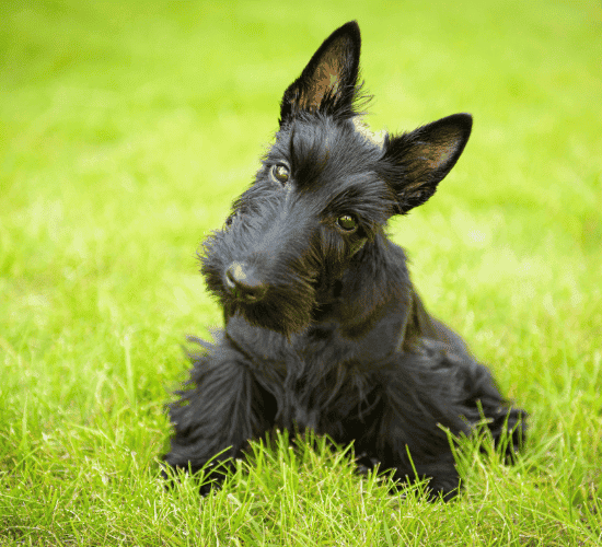 Fun Scottish Terrier Dog Quiz