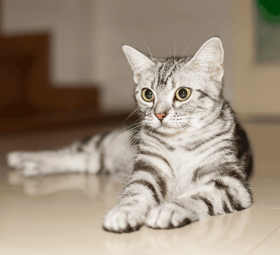 Fun American Shorthair Cat Quiz