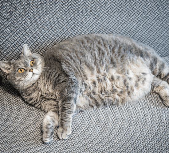 Fun Arabian Mau Cat Quiz