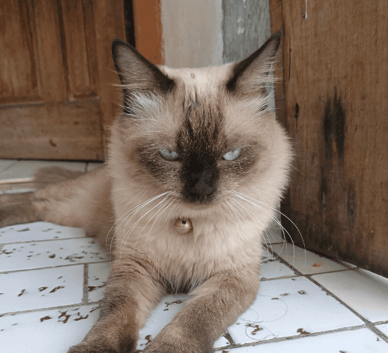 Fun Balinese Cat Quiz