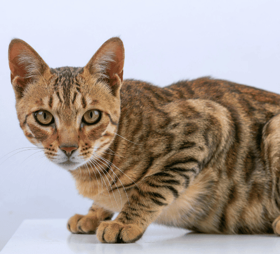 Fun Bengal Cat Quiz