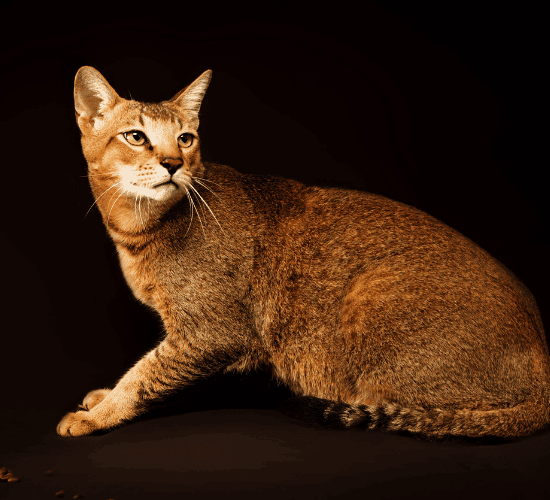 Fun Chausie Cat Quiz