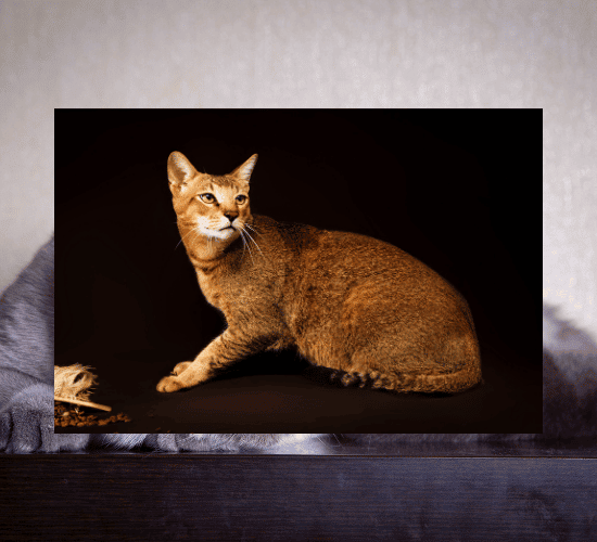 Fun Colorpoint Shorthair Cat Quiz