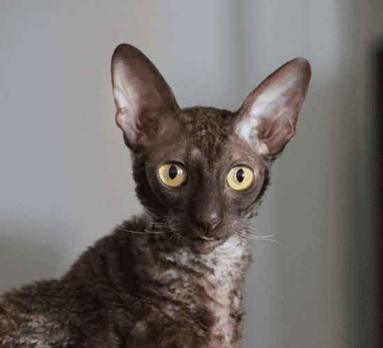 Fun Cornish Rex Cat Quiz