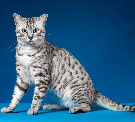 Fun Egyptian Mau Cat Quiz