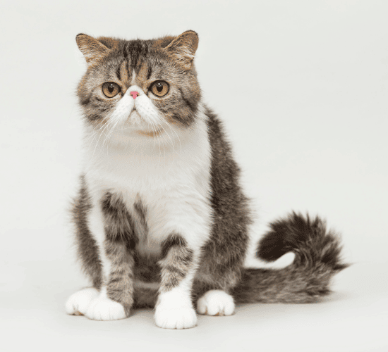 Fun Exotic Shorthair Cat Quiz