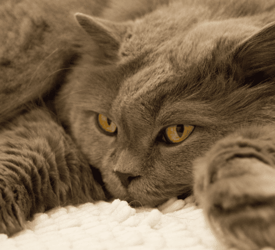 Fun Highlander Cat Quiz