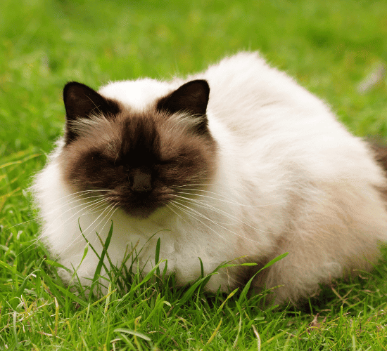 Fun Himalayan Cat Quiz