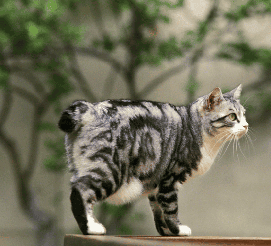 Fun Japanese Bobtail Cat Quiz