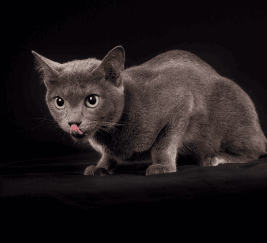 Fun Korat Cat Quiz