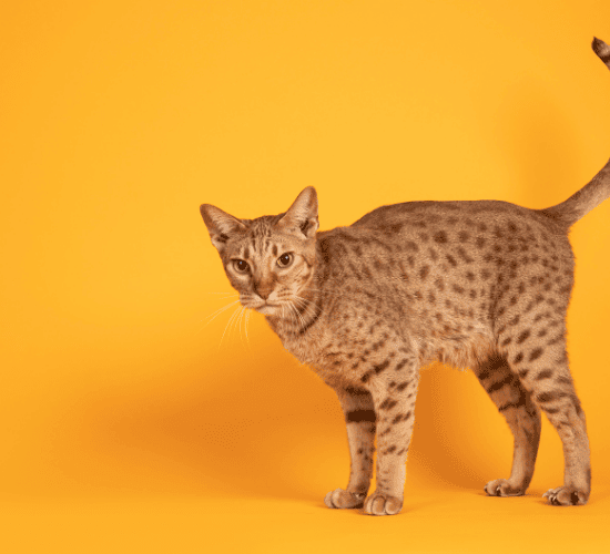 Fun Ocicat Cat Quiz
