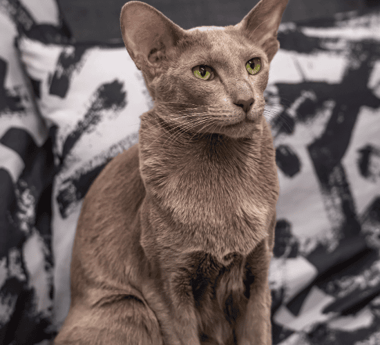 Fun Oriental Shorthair Cat Quiz