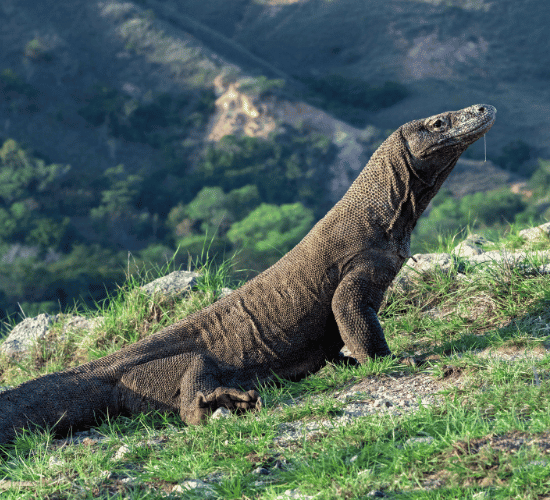 The Hardest Komodo National Park Quiz Ever
