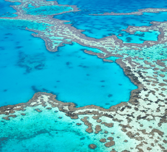Can You Survive This Great Barrier Reef Challenge?