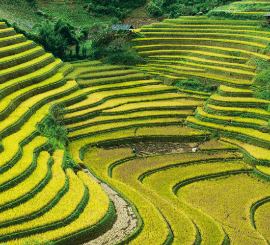 The Hardest Banaue Rice Terraces Quiz Ever