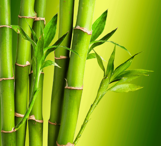 Most People Fail This World Bamboo Day Quiz