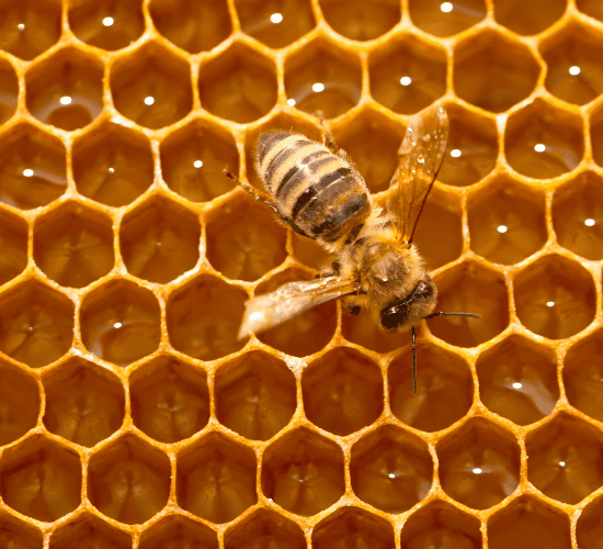 Can You Survive This World Honey Bee Day Challenge?