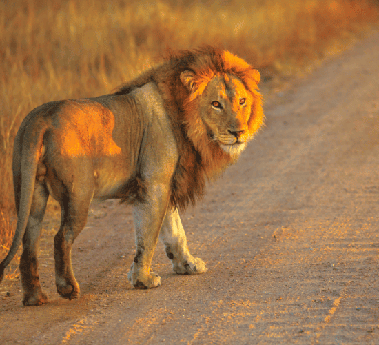 Can You Handle The Extreme World Lion Day Trivia?