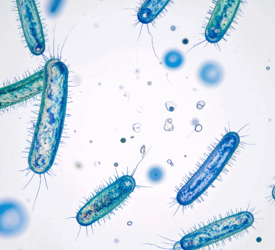 The Impossible World Zoonoses Day Trivia Challenge
