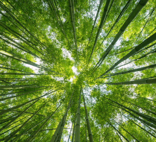 Can You Score 100% In This World Nature Conservation Day Quiz?