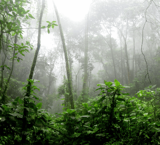 Warning: This World Rainforest Day Quiz Is Brutal