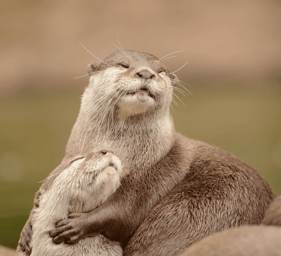Think You Know About World Otter Day? Prove It
