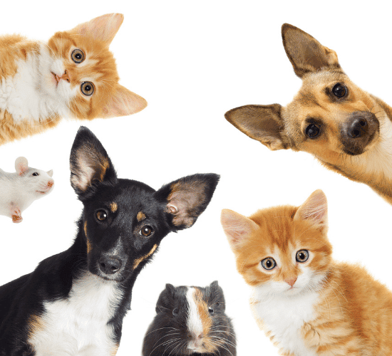 Think You Know About National Pet Day? Prove It