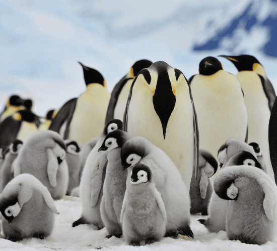 Warning: This Penguin Awareness Day Quiz Is Brutal