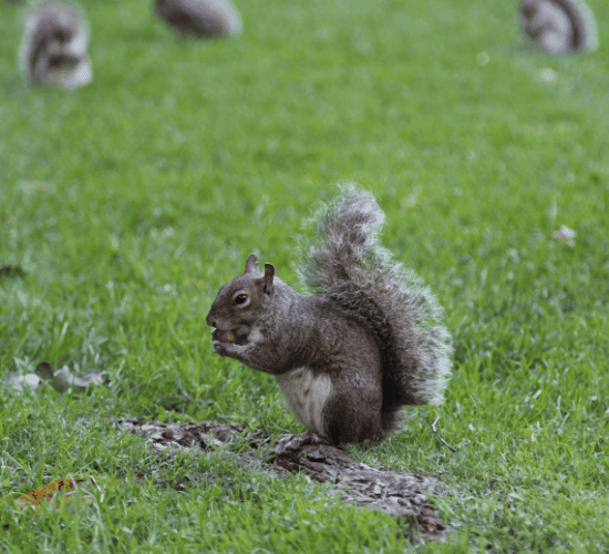 The Ultimate Expert-Level Squirrel Appreciation Day Quiz