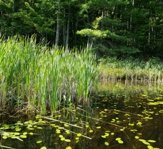 The Hardest World Wetlands Day Quiz Ever