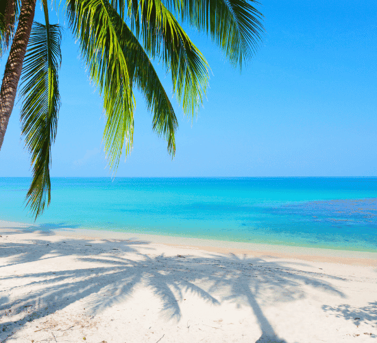 Tropics Quiz: Prove Your Skills