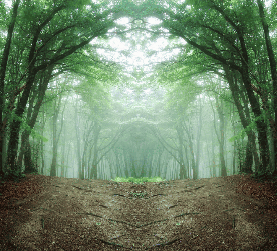 Forest Resources Quiz: Are You a Genius?